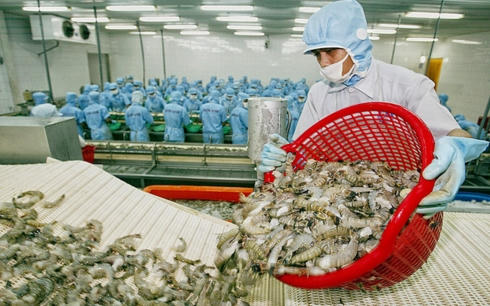 Xuất khẩu tôm hướng đến mục tiêu 4,2 tỷ USD trong năm 2019. (Ảnh: KT).