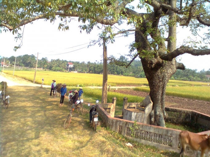 Cây gạo kỳ lạ tại làng Hương Nha