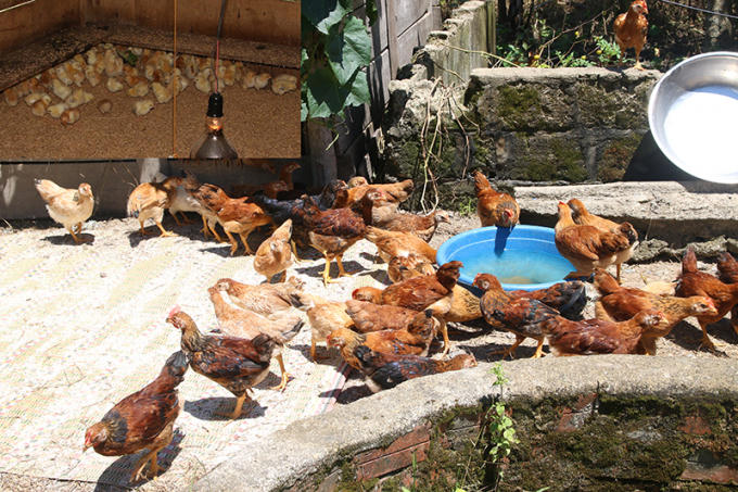 Lứa gà được VKSND tỉnh TT. Huế tặng cho một hộ dân chuẩn bị xuất bán.