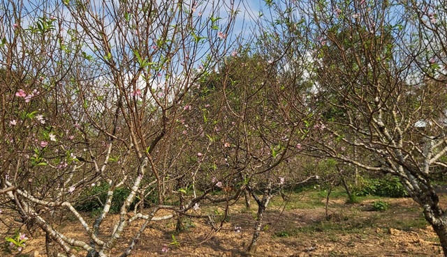 Mỗi gốc đào 3 - 4 năm tuổi có giá bán giao động từ 600 - 700 nghìn/gốc.