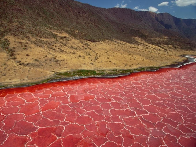 Hồ muối đặc biệt tại Natron, Monduli, Tanzania có nhiệt độ 120 độ C, và độ PH thấp ở mức nguy hiểm. Chính sự xuất hiện của vô số các loài tảo đỏ đã hấp dẫn hàng triệu con hồng hạc đến đây sinh sản.