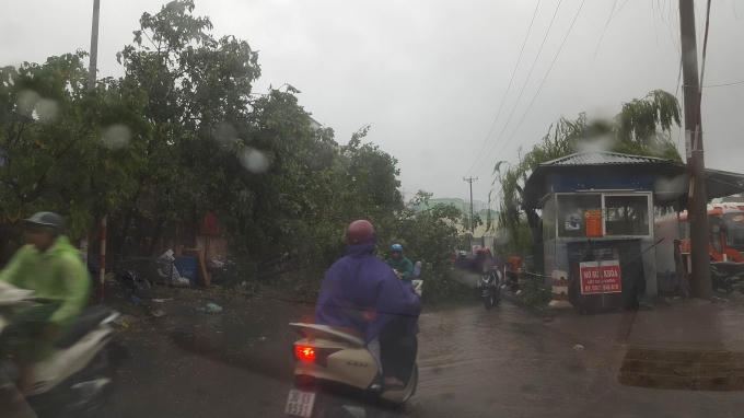 Một cây đổ chắn ngang đường ảnh hưởng đến giao thông.