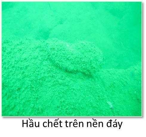 Đáy biển miền Trung ra sao sau sự cố môi trường?