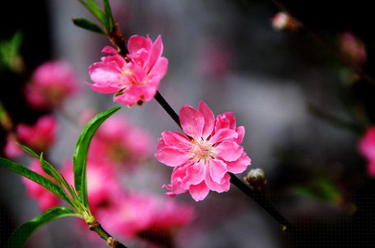Hoa đào nở trước ngày xuân