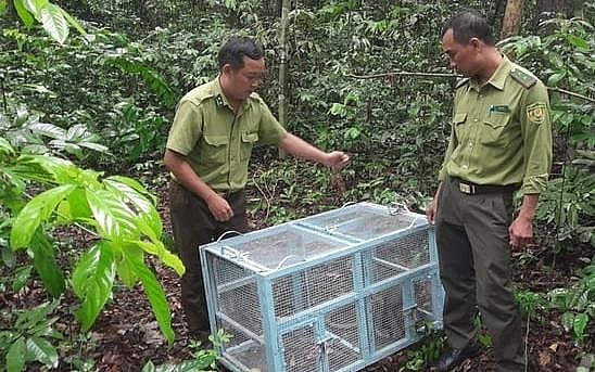 Chi cục Kiểm lâm Tây Ninh thả động vật hoang dã về tự nhiên.