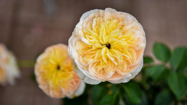 Hồng Juliet có vẻ đẹp rất đặc biệt. Đây là giống hồng nhập khẩu, phải chăm sóc rất kỳ công mới có thể phát triển ở Việt Nam.