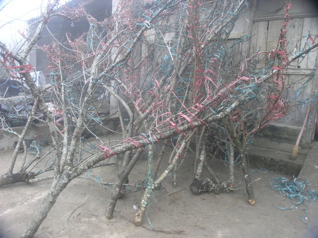 Những cành đào phai Sa Pa đã được khách hàng chọn mua để vận chuyển về xuôi phục vụ người chơi hoa Tết. Đây đều là loại đào vùng cao do dân trồng.