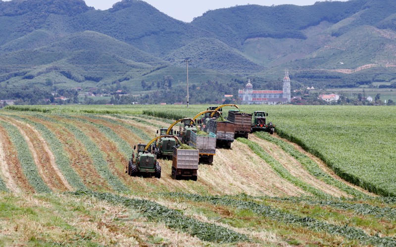 Thu hoạch cỏ mombasa
