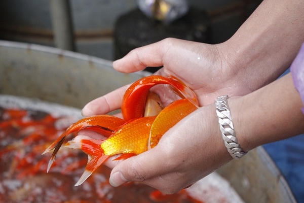 Mỗi kg cá sẽ được từ 20-25 con, tính ra chỉ khoảng 2.000 đồng/con. Tuy nhiên, các tiểu thương ở đây chỉ bán buôn, không bán lẻ. Ảnh: Như Trường.