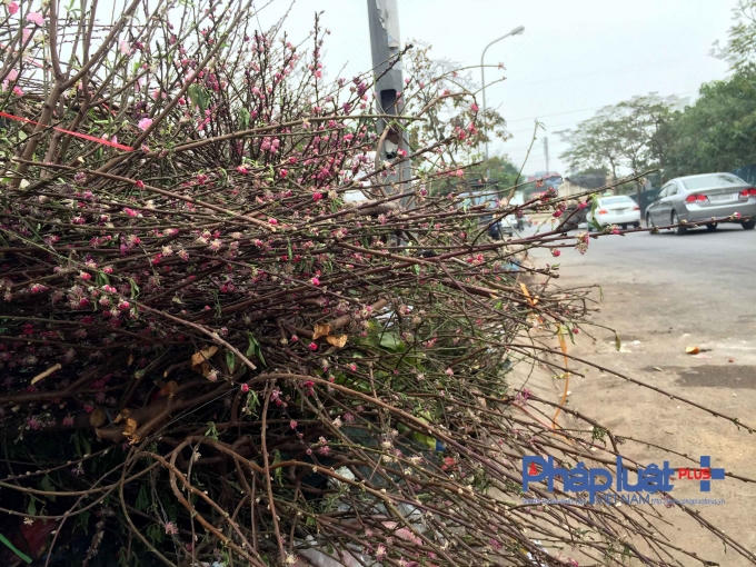 Một gọc đường Đào Tấn...