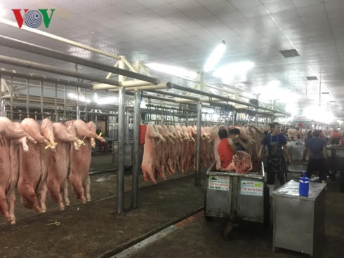 Trung bình mỗi ngày có 10.000 con heo được đưa về chợ đầu mối Hóc Môn để tiêu thụ trong những ngày giáp Tết Nguyên Đán..