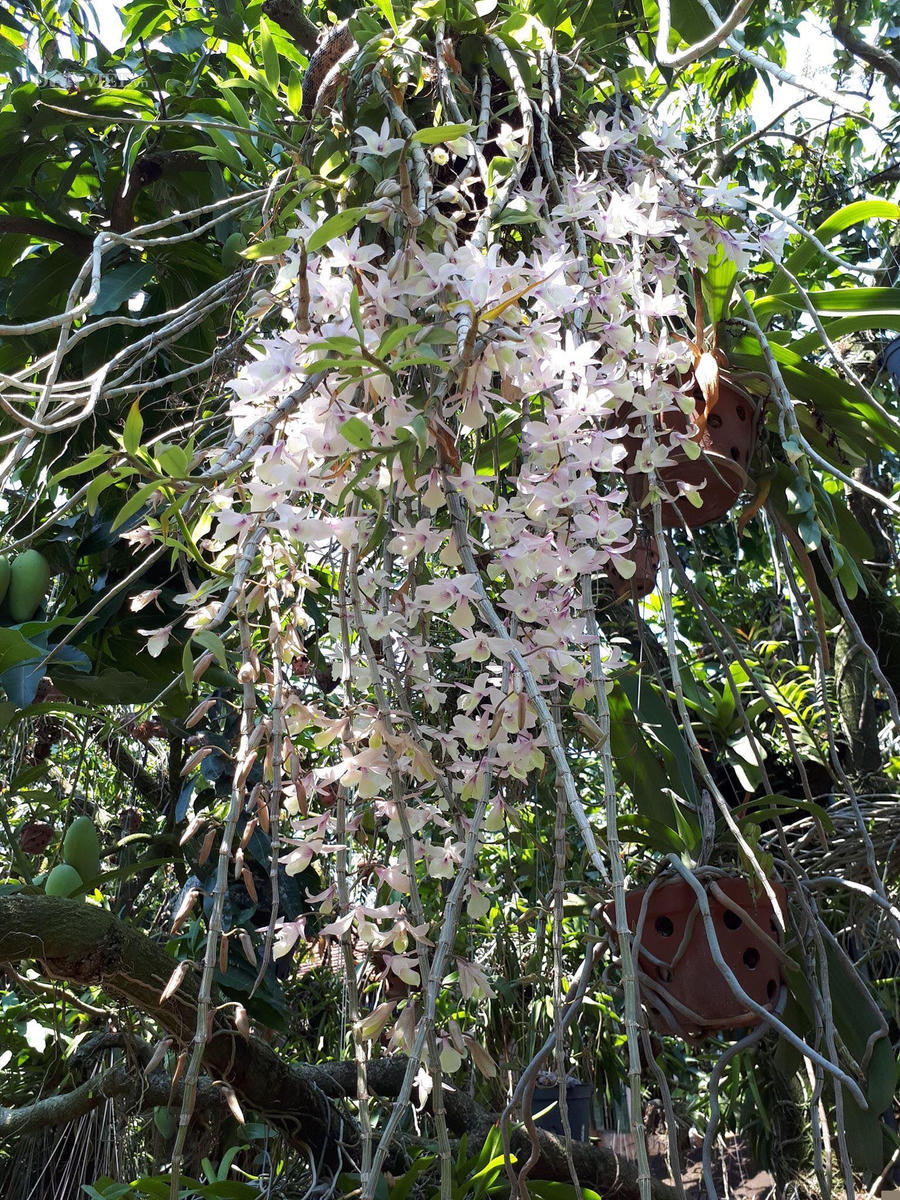 them nha treo toan hoa lan rung quy hiem cua trai 9x tinh dak nong hinh anh 10