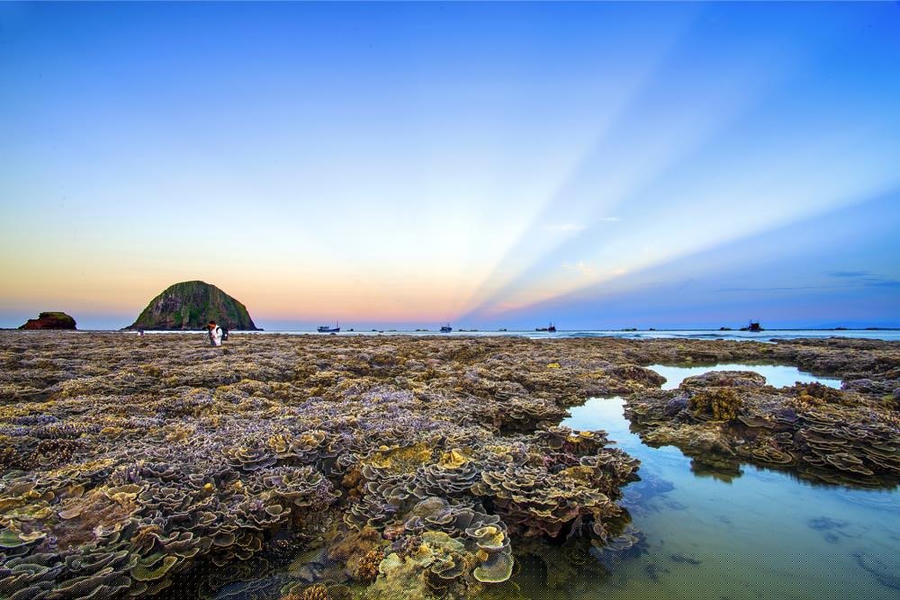 San hô