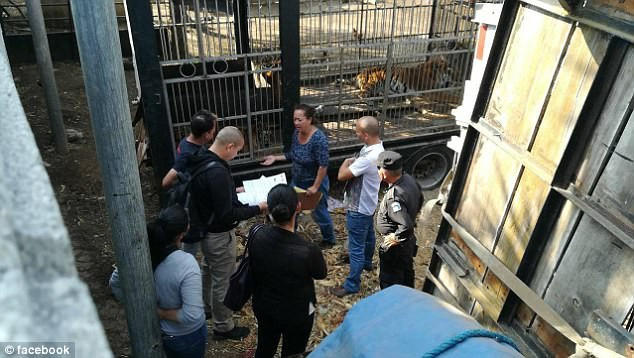 Báo chí địa phương cho biết gánh xiếc chỉ tạm thời dừng lại đây. Hiện tại, ông Cipriano đang được chăm sóc đặc biệt tại bệnh viện và gánh xiếc sẽ chi toàn bộ số tiền điều trị cho ông.