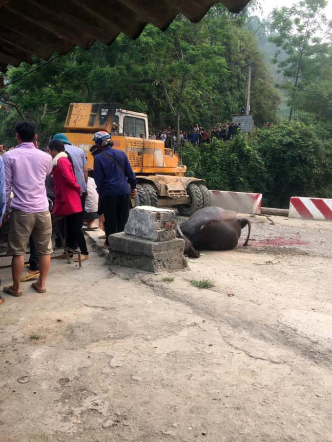Xác những con trâu bị nạn đã được vớt lên cầu.