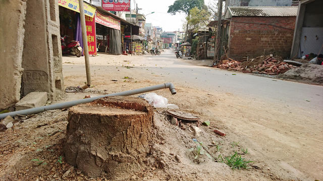 Người dân địa phương lo lắng, đến mùa hè oi nóng không còn cây xanh, chất lượng cuộc sống sẽ bị ảnh hưởng.