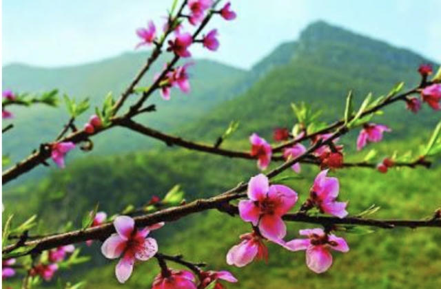 Thơ: Phố Mùa Xuân