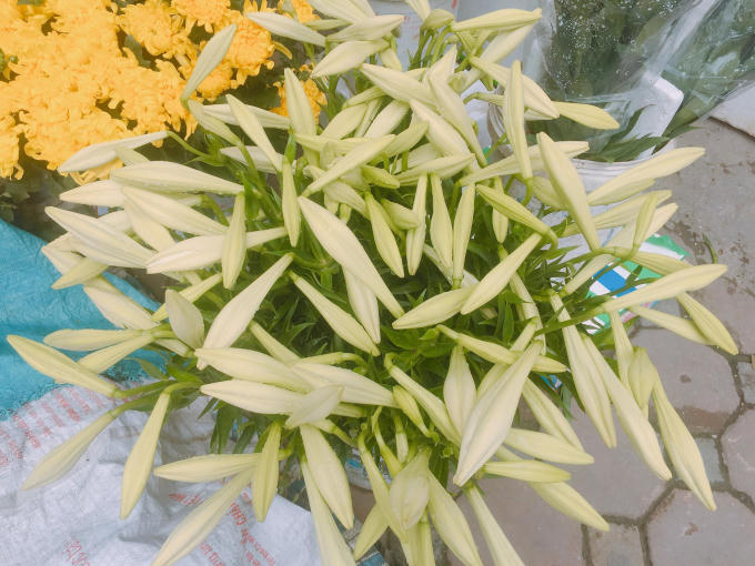 Loài hoa này rất "nhạy cảm" lúc nào cũng phải đẫm nước để tránh khỏi bị héo.