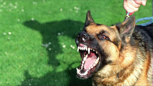 Sau khi bị chó nghi dại cắn cần khẩn trương đi tiêm phòng (Ảnh minh họa)