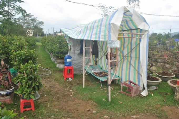 Trông coi mai cả ngày lẫn đêm ở các khu bày bán, các chủ vườn đã dựng những túp lều tạm như thế này, từ nay đến Tết, họ ăn cùng mai ngủ cùng mai.