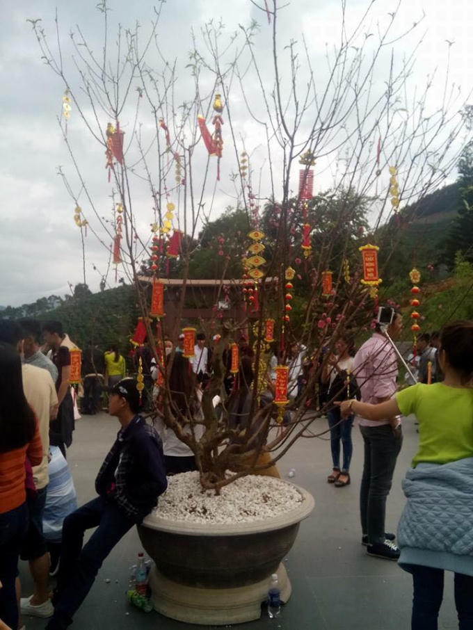 Xả rác tùy tiện. Ngồi cả lên cây đào mà nhà chùa dày công trang trí.