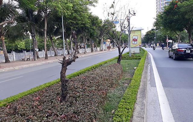 Hàng loạt cây đào đã chết khô dọc tuyến đường Lạc Long Quân