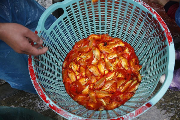 Chợ cá Yên Sở (Hoàng Mai, Hà Nội) là một trong những chợ cá đầu mối lớn nhất tại Hà Nội hiện nay. Chủ yếu những người mua cá chép ở chợ Yên Sở sau đó mang về chợ nhỏ bán lẻ.