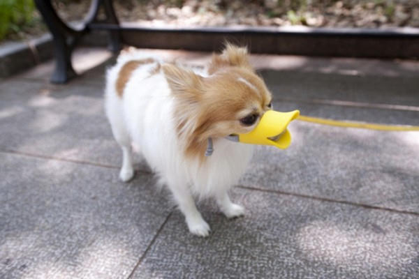 Cún mỏ vịt đáng yêu.