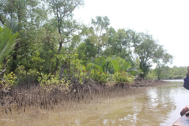 Nguyên phó giám đốc sở bị bắt tạm giam để điều tra về hành vi vi phạm trong khai thác rừng. (Ảnh minh họa)