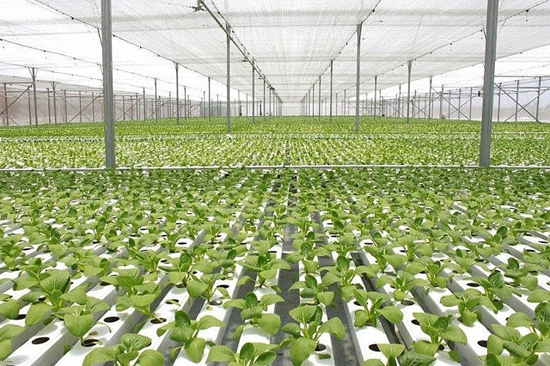 Dự án nông nghiệp tuần hoàn sẽ được vay tới 70% giá trị dự án.