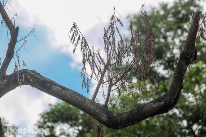 Nhiều cây sưa 'tiền tỷ' trên đường phố Hà Nội dần chết khô trong bọc sắt - ảnh 8