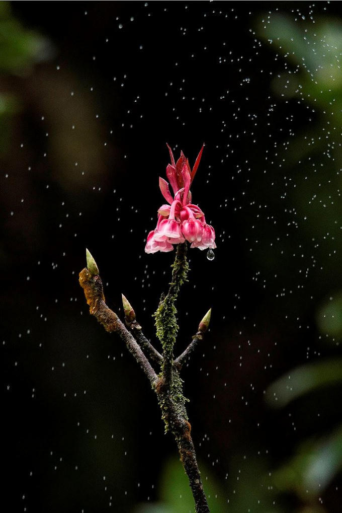 ..thường khiến nhiều người ngẩn ngơ.