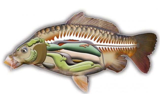 Các chuyên gia y tế đã chỉ ra rằng: mật cá có chứa độc tính cực mạnh. (Tranh minh họa).