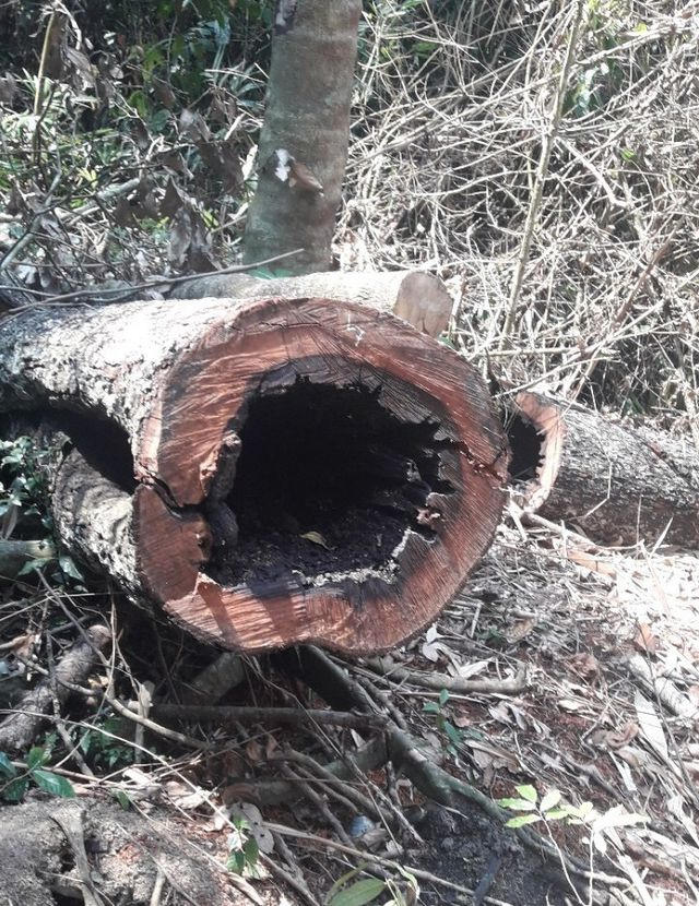 Đã có 66 cây gỗ bị đốn hạ bằng cưa xăng