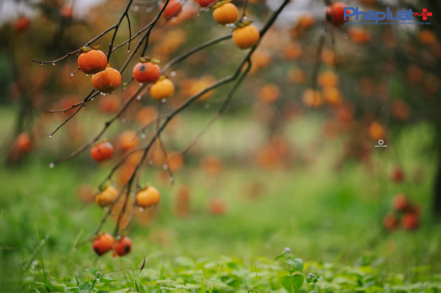 Cận cảnh những trái Hồng chín mọng trong khu vườn của hộ gia đình Nguyễn Vân Anh - chủ vườn hồng Ngọc Kỳ, phường Thảo Nguyên, tỉnh Sơn La.