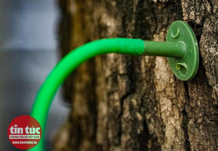 Dung dịch chảy qua dây dẫn bằng nhựa, cắm thẳng vào thân cây.