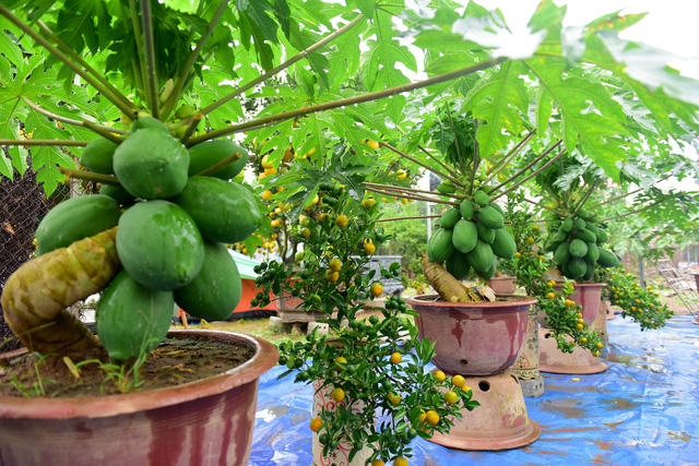 Những mẫu cây cảnh độc lạ phục vụ dịp Tết Kỷ Hợi 2019