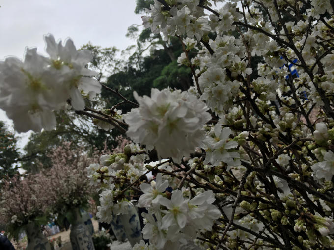 Những cành hoa anh đào trắng tinh khôi từ đất nước "Mặt trời mọc".