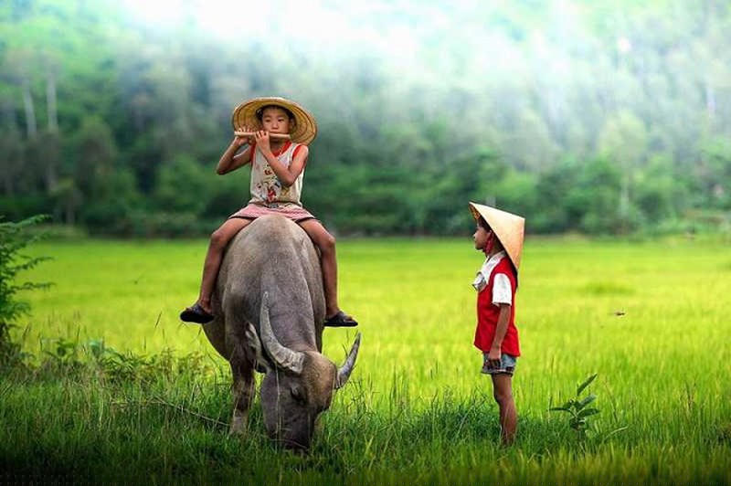 Thổi sáo trên lưng trâu.