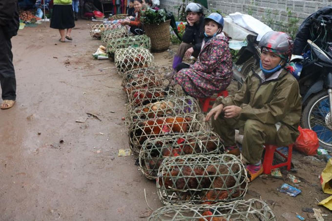 Hàng loạt dãy bán gà cúng