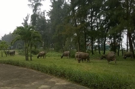 Khuôn viên cây xanh thành nơi chăn thả trâu bò (ảnh Duy Ngợi).