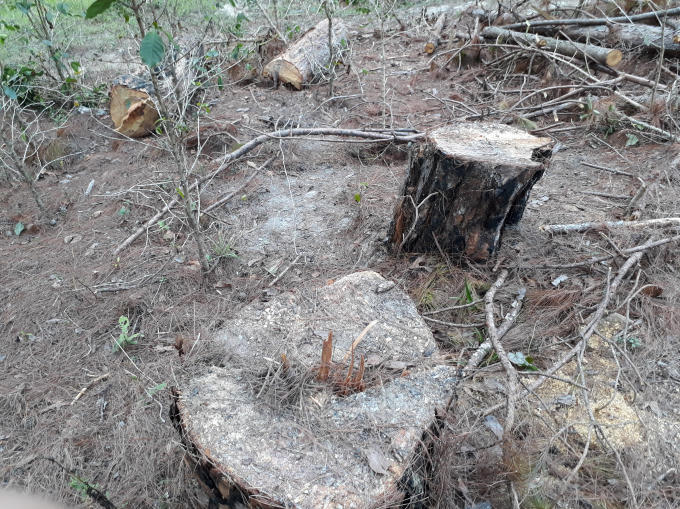 Gốc thông đã cưa, bị lâm tặc đốt cháy xóa dấu vết.