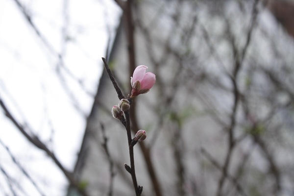 Những cành đào rừng được bày bán trên phố với nhiều kiểu dáng khác nhau, có cành cao tới gần 3m, có cành thì lại bé hơn. Giá cả cũng tuỳ từng mỗi cành mà thương lái định đoạt giá cả khác nhau. Ảnh: Như Trường
