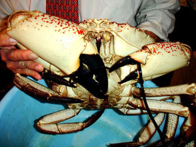 Cua ruby mới xuất hiện tr&ecirc;n thị trường thời gian gần đ&acirc;y.