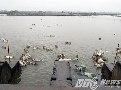 Khu vực nuôi vịt biển sạch có độ sâu hàng mét nước, ngay cửa cống, nước được lấy vào xả ra thường xuyên nên vịt được nuôi trong môi trường sạch - Ảnh MK