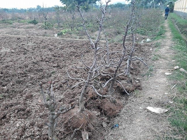 Nhiều chủ đất đòi tăng giá nên người trồng đào gặp khó khăn.