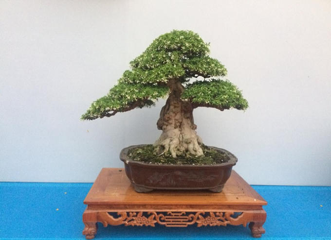 Quảng Ninh: Những t&aacute;c phẩm nghệ thuật Bonsai độc đ&aacute;o tại triển l&atilde;m c&acirc;y cảnh nghệ thuật Y&ecirc;n Tử 2018