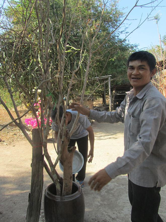 Cha con anh Tâm bên cây Mai rừng mới chặt đem về.