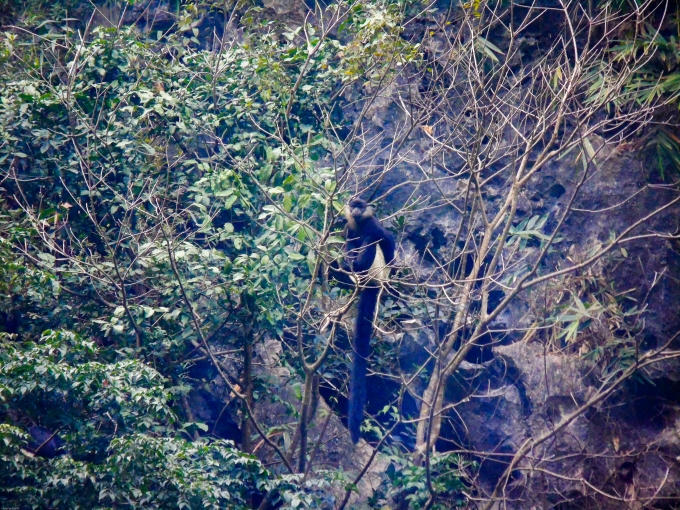 Ngoài voọc mông trắng, tại Vân Long còn nhiều loài động, thực vật được ghi trong sách đỏ Việt Nam như tuế lá rộng, mã tiền, lát hoa, gấu ngựa, báo gấm, kỳ đà hoa...