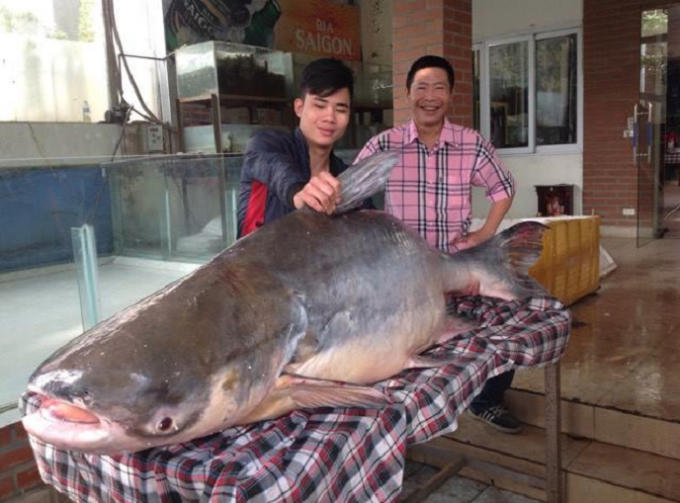 H&agrave; Nội: Nhiều người đổ x&ocirc; đi xem c&aacute; Tra Dầu nặng hơn 1 tạ